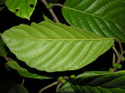 Image of Ficus brevibracteata Burger