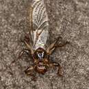 Image of deer ked, deer fly