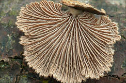 Image of Schizophyllum