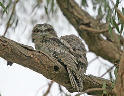 Image of Tawny Frogmouth