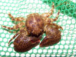 Image of Crevice-dwelling porcelain crab