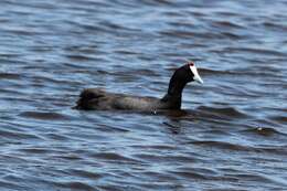 Image of Crested Coot