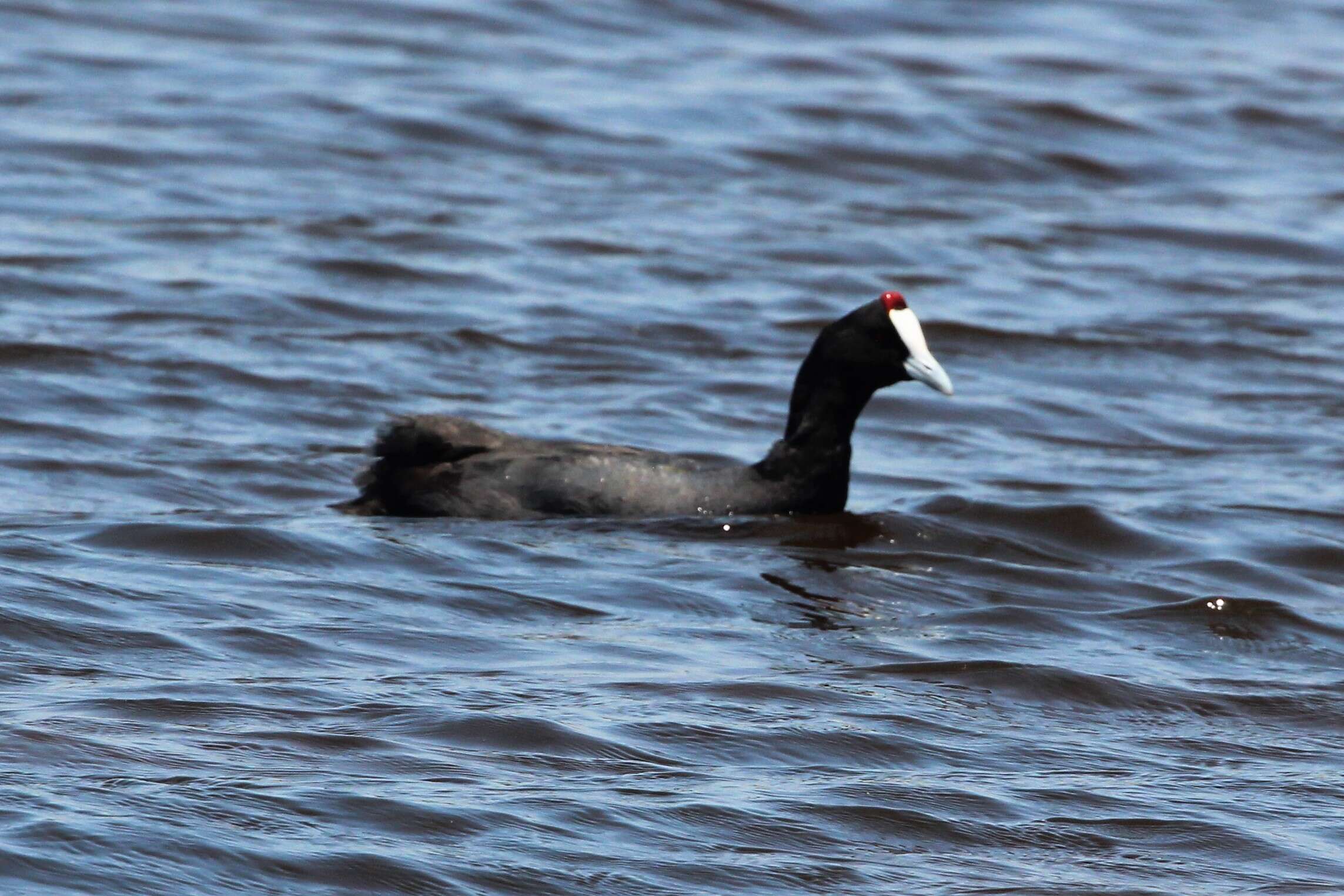 Image of Crested Coot