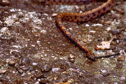 Image of rainbow boa