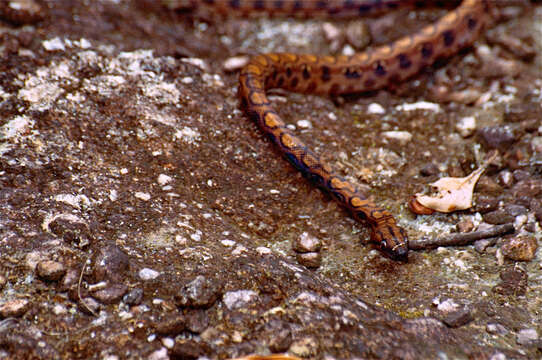 Image of rainbow boa