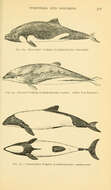 Image of Cephalorhynchus Gray 1846