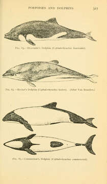 Image of Benguela Dolphin