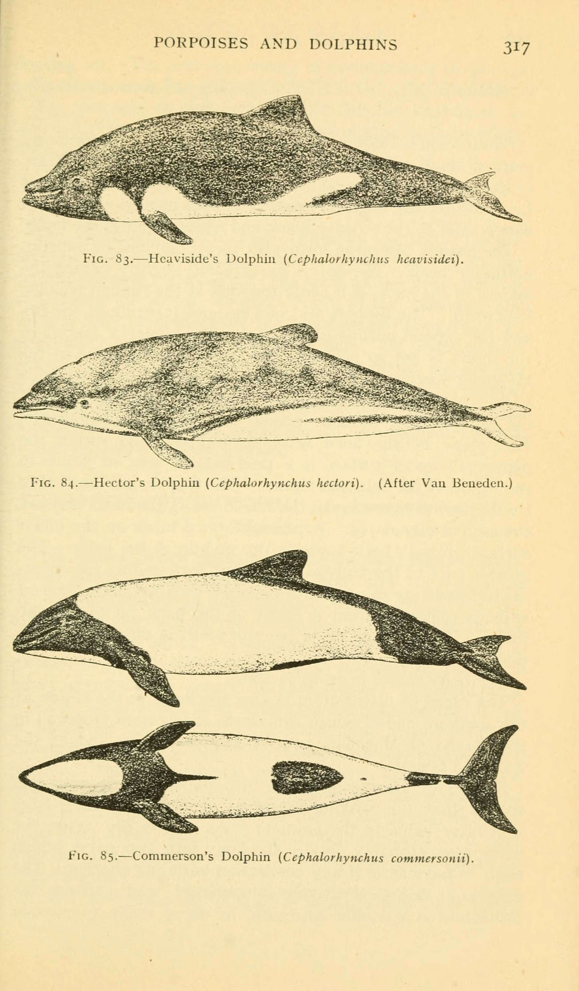Image de Cephalorhynchus Gray 1846