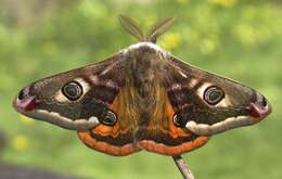 Image of Saturnia subgen. Eudia Jordan 1911