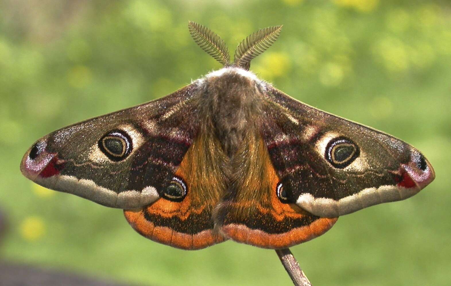 Image of Saturnia subgen. Eudia Jordan 1911