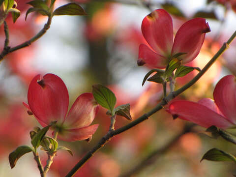 Image of flowering dogwood