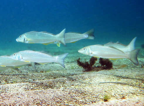 Plancia ëd Sillago ciliata Cuvier 1829