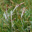 Image of Argyrotegium poliochlorum (N. G. Walsh) J. M. Ward & Breitw.