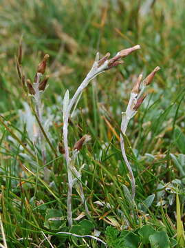 Image of Argyrotegium poliochlorum (N. G. Walsh) J. M. Ward & Breitw.