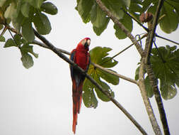 Image of Scarlet Macaw