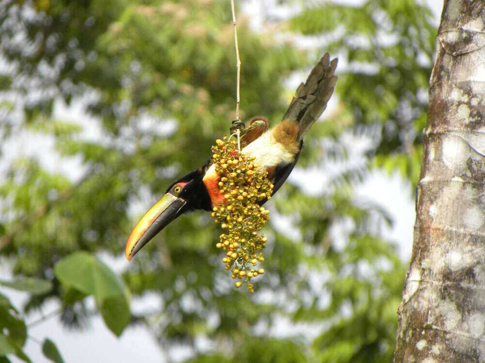 Image of Fiery-billed Aracari