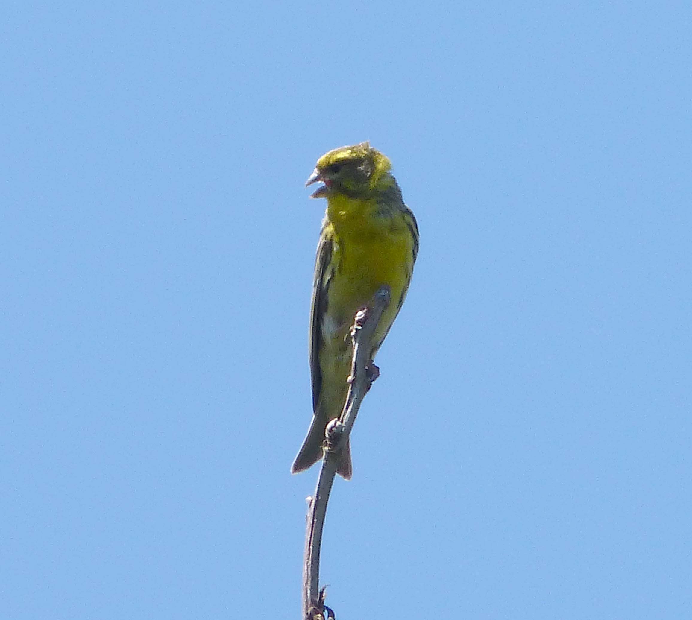 Image of serin, european serin