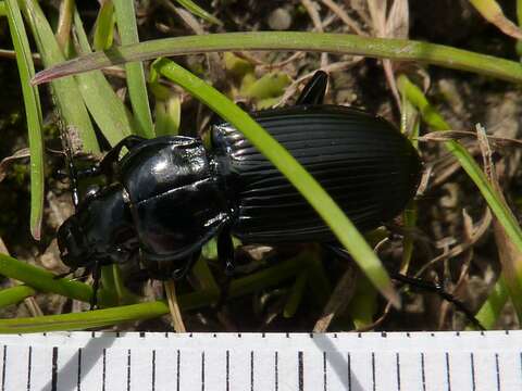 Plancia ëd Pterostichus (Petrophilus) melanarius (Illiger 1798)