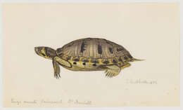 Image of Trachemys Agassiz 1857