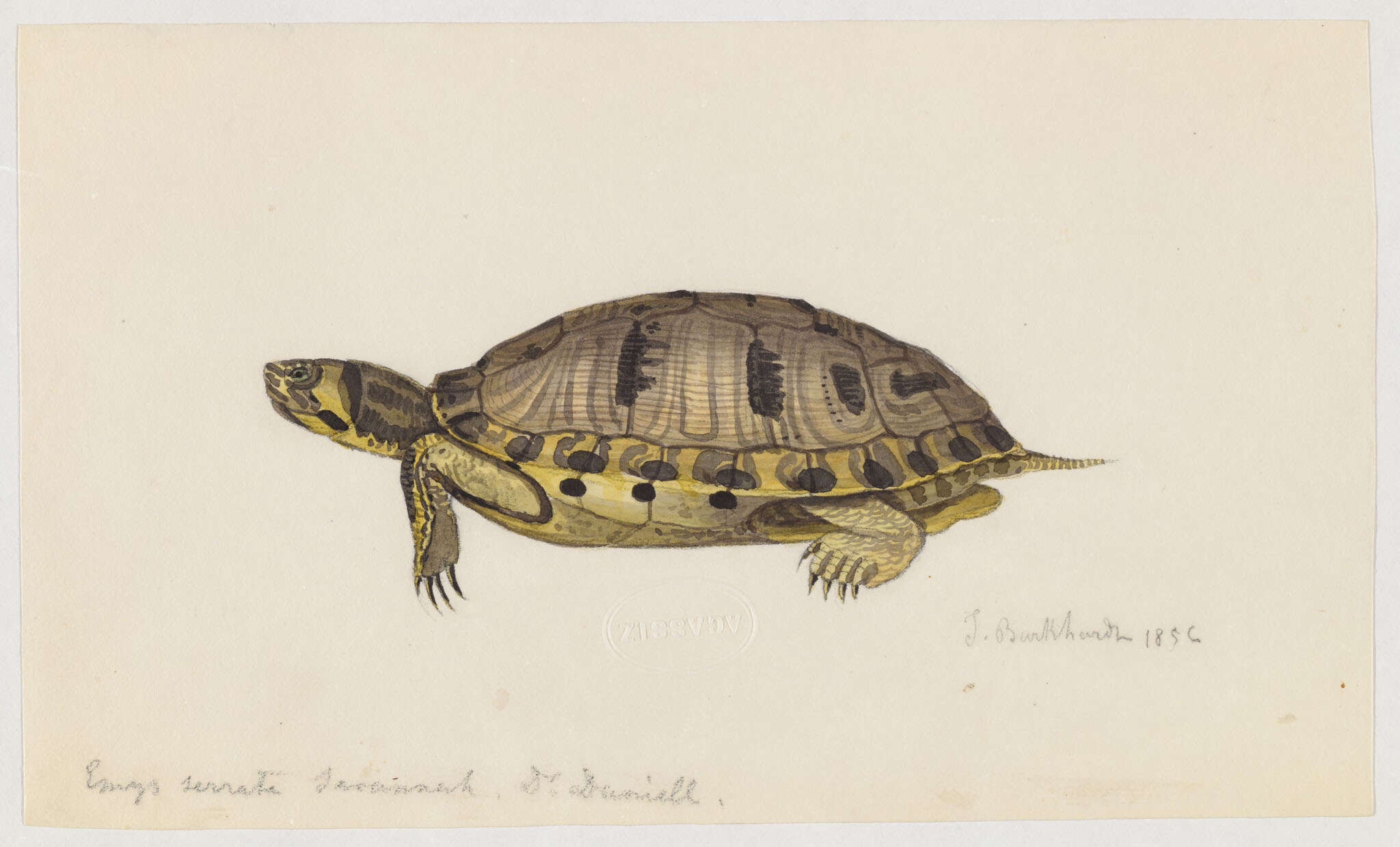 Sivun Trachemys Agassiz 1857 kuva