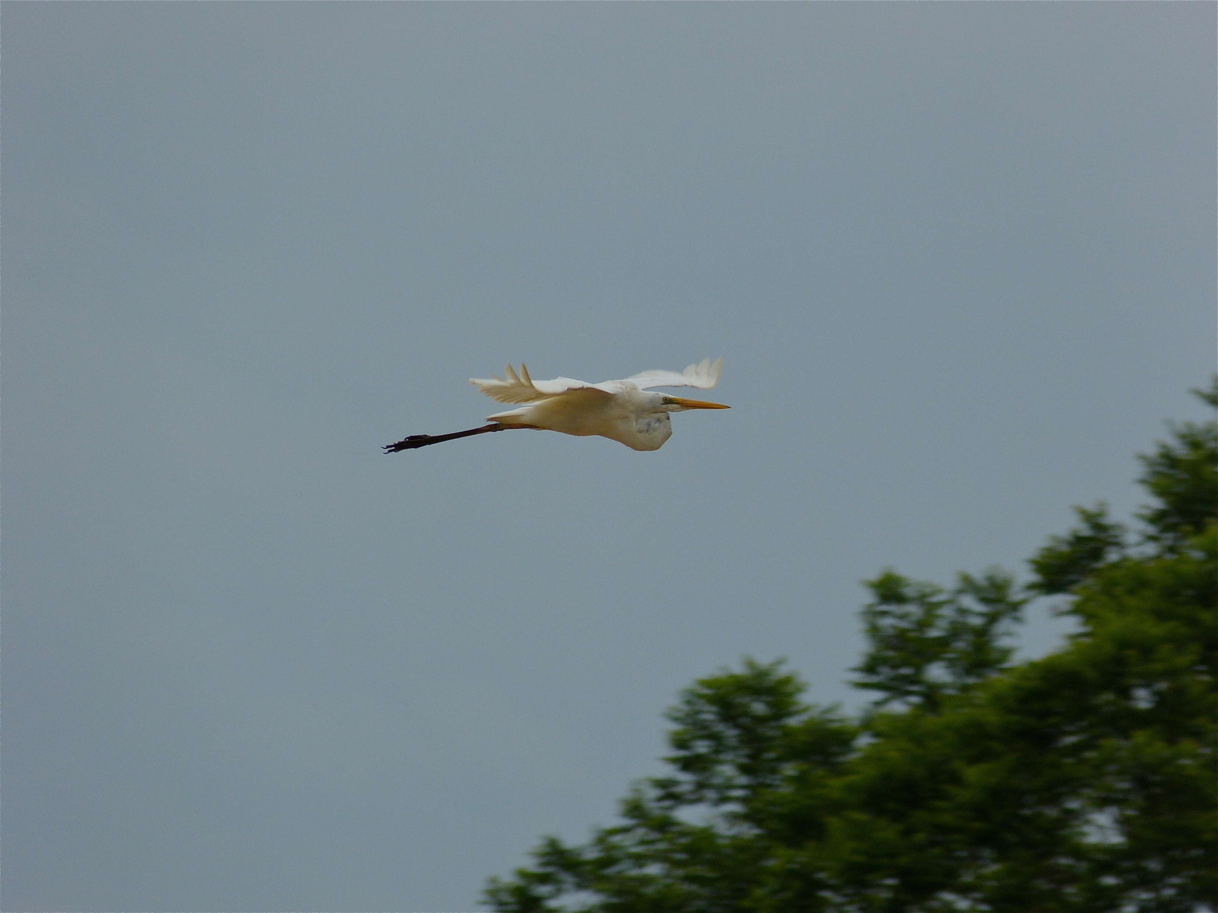 Image of Great Egret