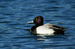 Image of Lesser Scaup