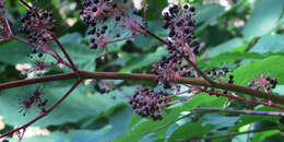 Image of California spikenard