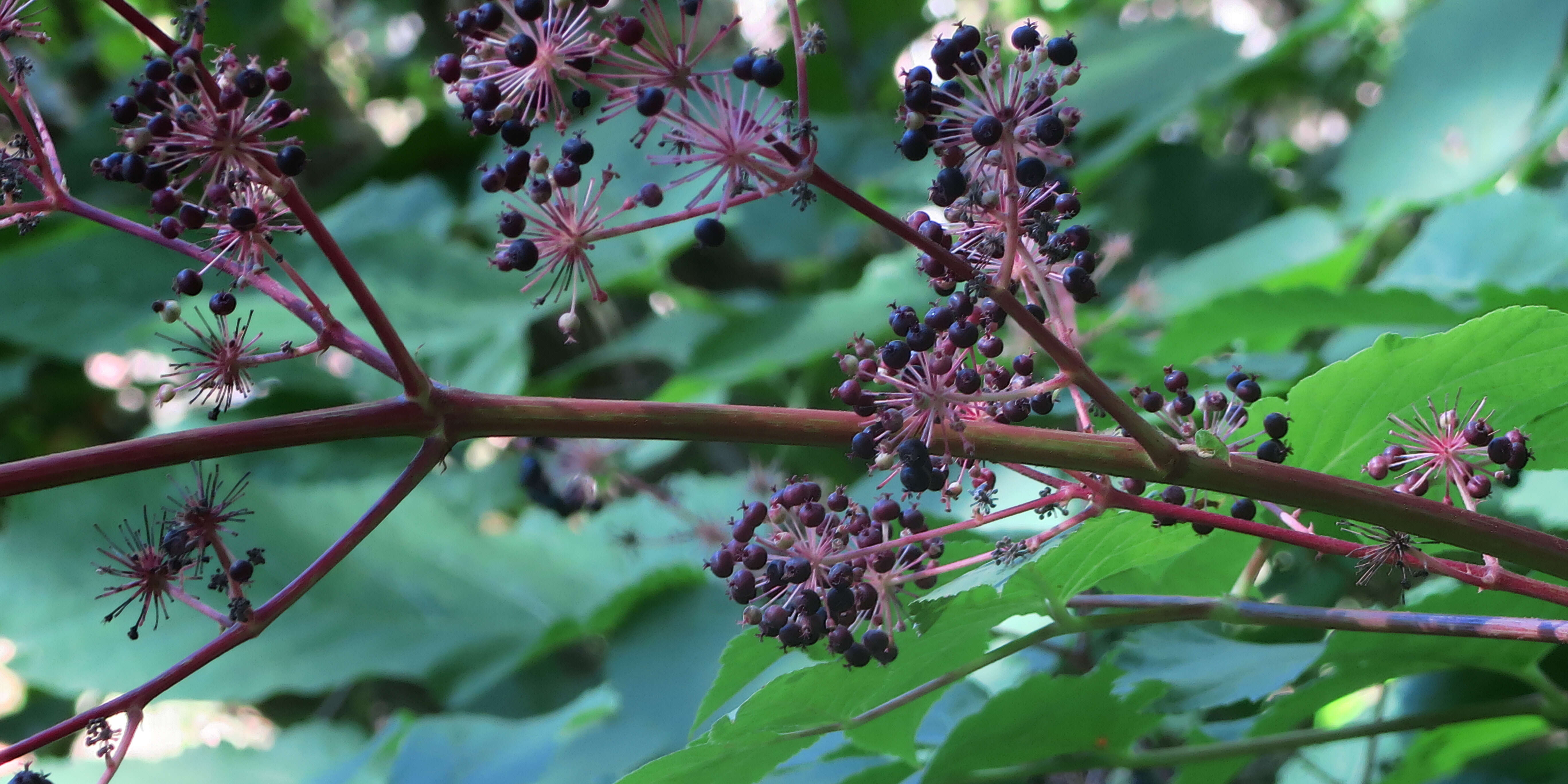 Image of California spikenard