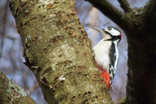 Image of Great Spotted Woodpecker