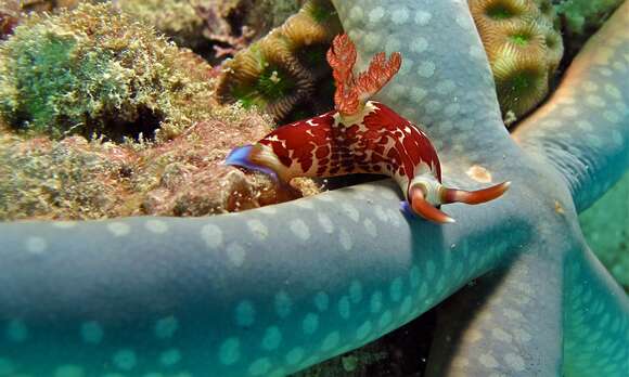 Imagem de Nembrotha lineolata Bergh 1905