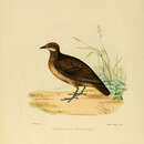 Image of Painted Spurfowl