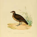 Galloperdix lunulata (Valenciennes 1825)的圖片