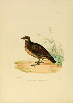 Image of Spurfowl