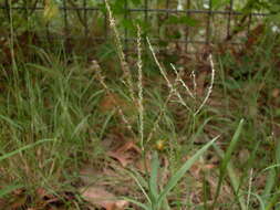 Digitaria didactyla Willd. resmi