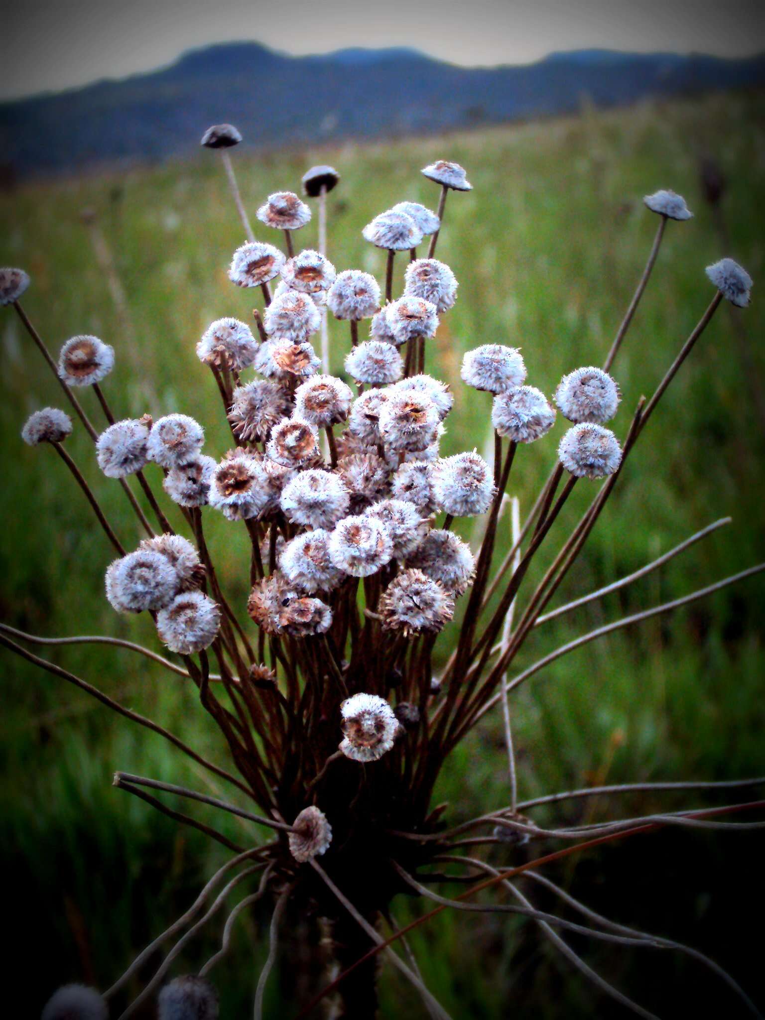 Image of pipewort family