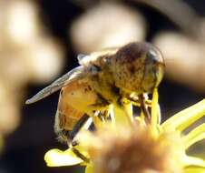 Image of Eristalinus