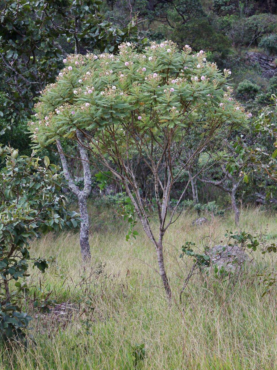 Image of Mimosa setosissima Taub.