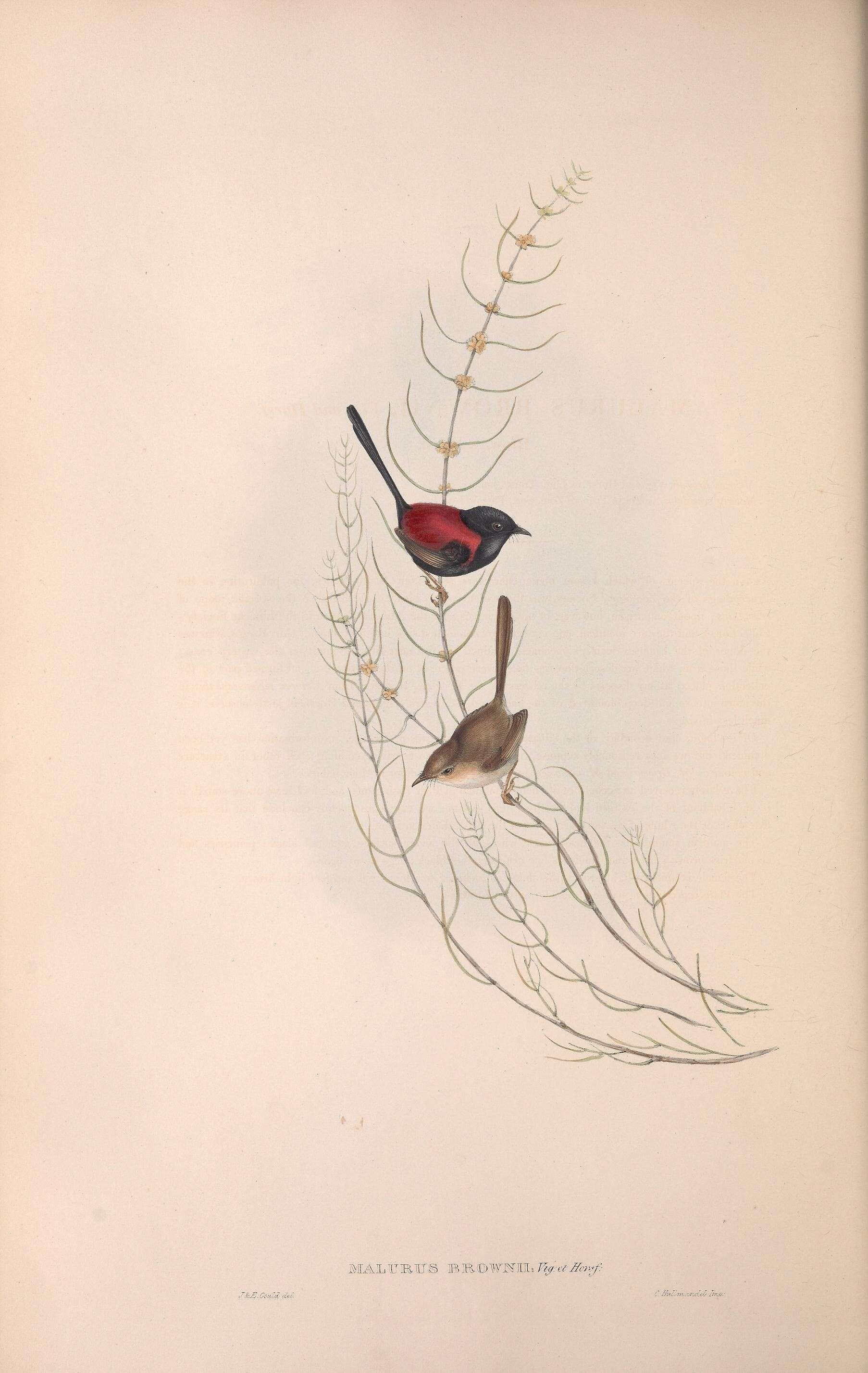 Image of Malurus melanocephalus melanocephalus (Latham 1801)