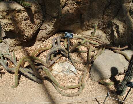 Echinopsis camarguensis (Cárdenas) H. Friedrich & G. D. Rowley的圖片