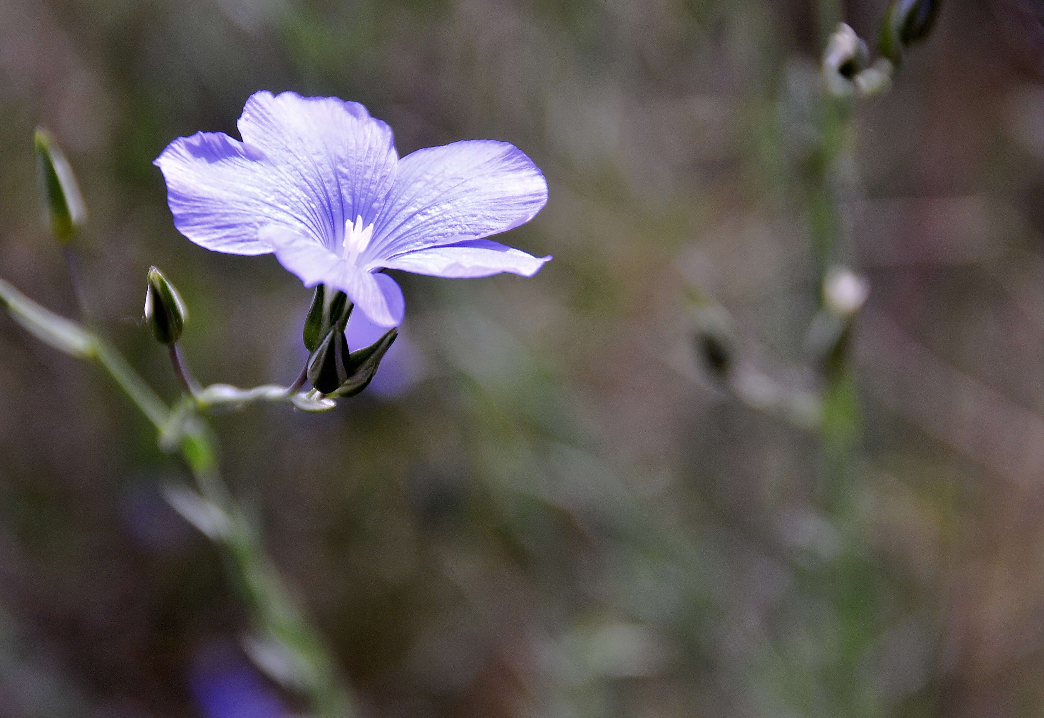 Image of Blue flax