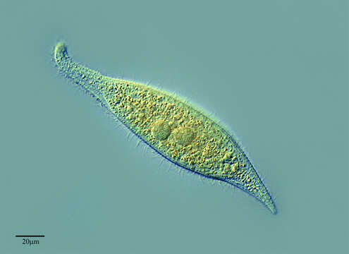 Image of Litostomatea