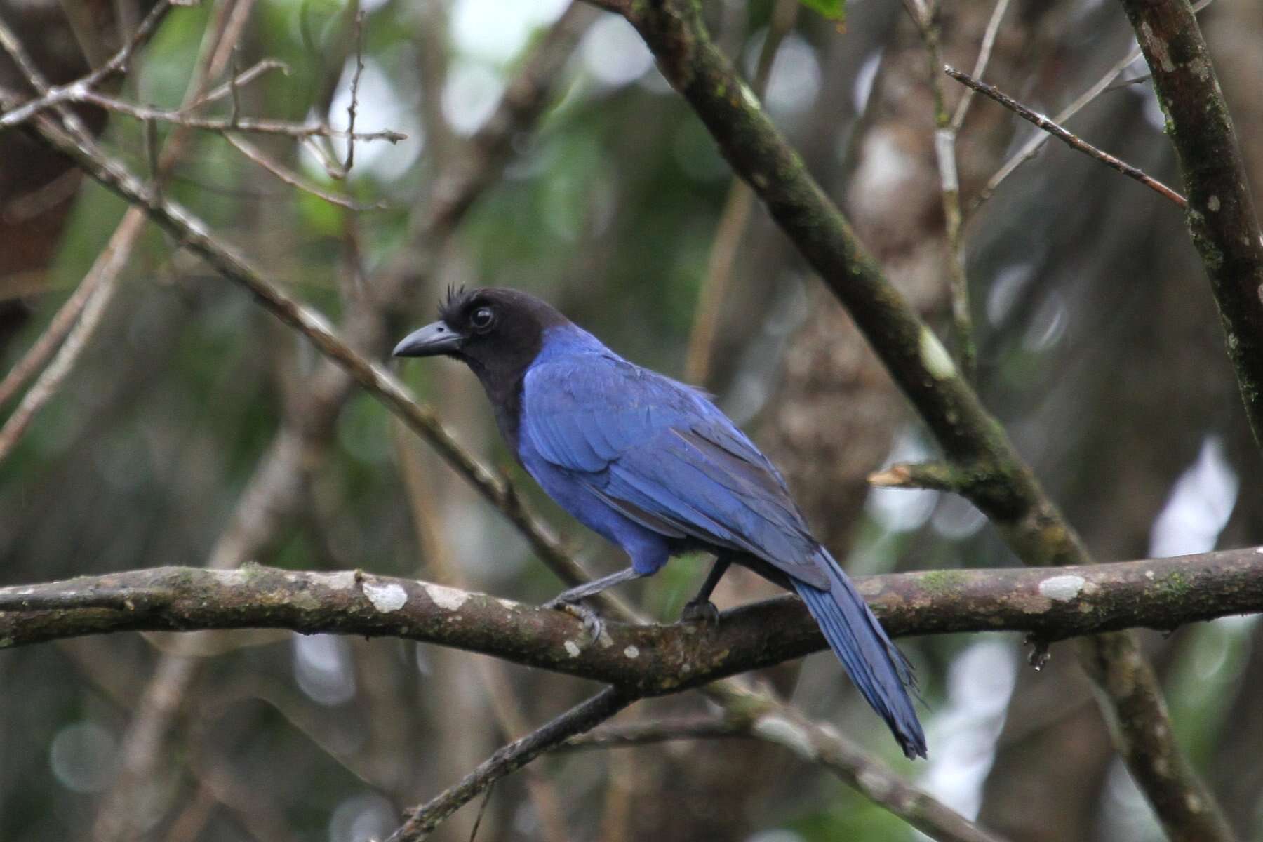 Image of Azure Jay