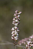 Image of Leucopogon ericoides (Sm.) R. Br.