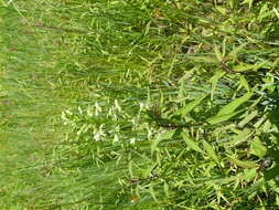 Image of Fringed orchids