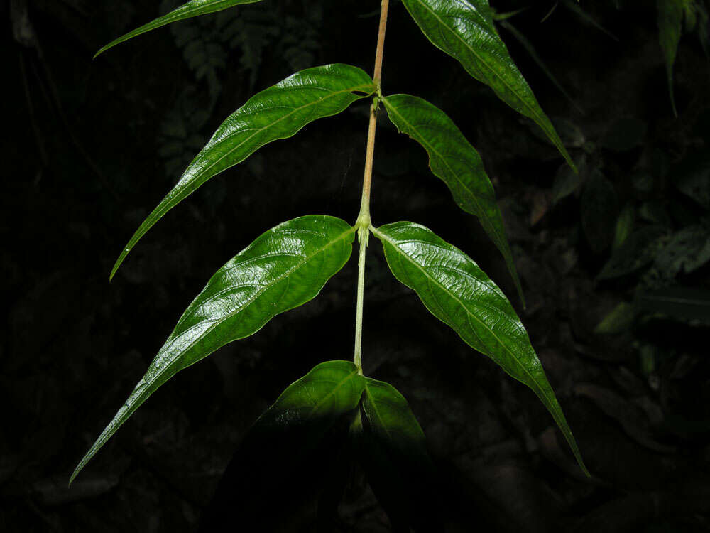 Image of Gonzalagunia osaensis C. M. Taylor