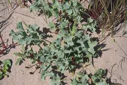 Eryngium maritimum L. resmi