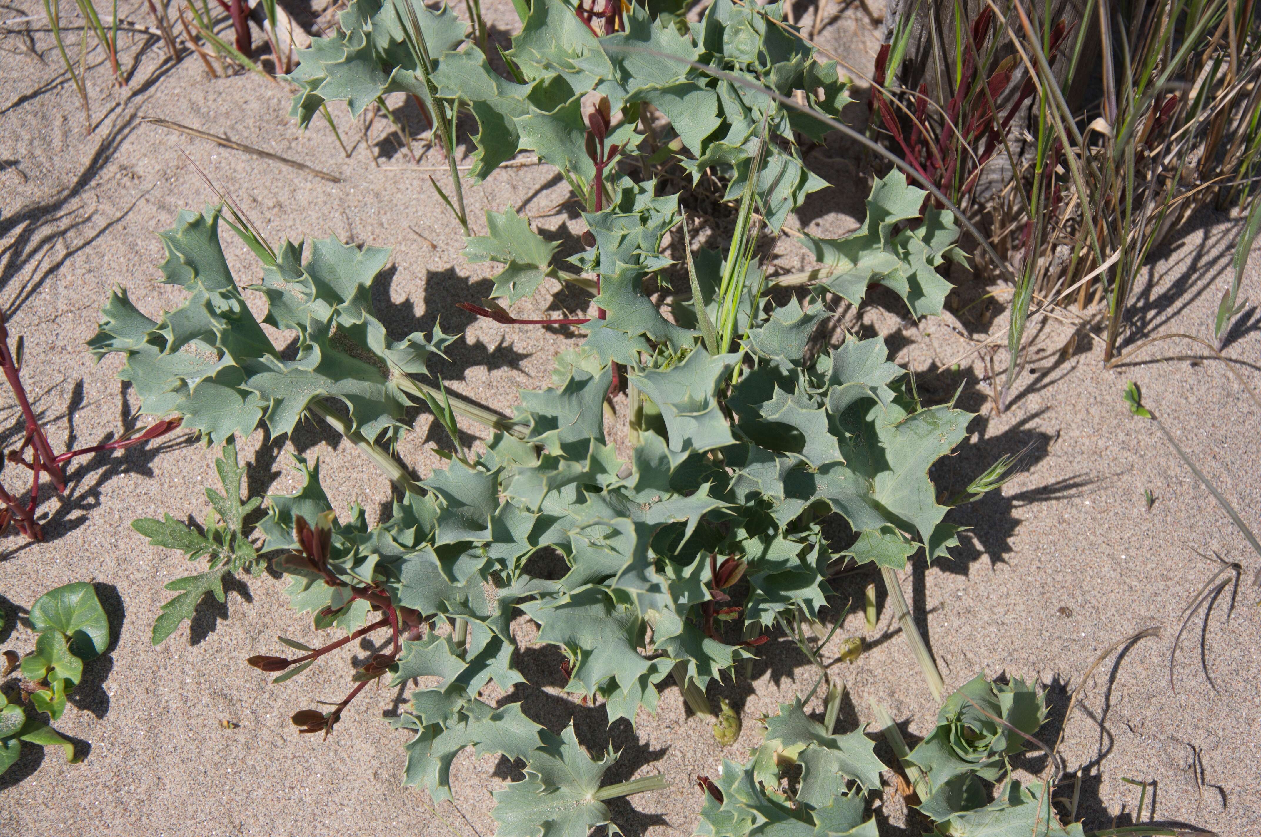 Imagem de Eryngium maritimum L.