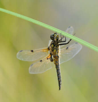 Image of Four-spotted Chaser