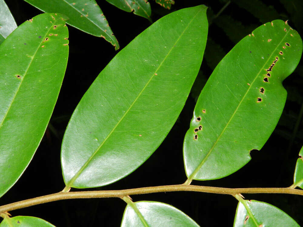 Xylopia sericophylla Standl. & L. O. Williams resmi