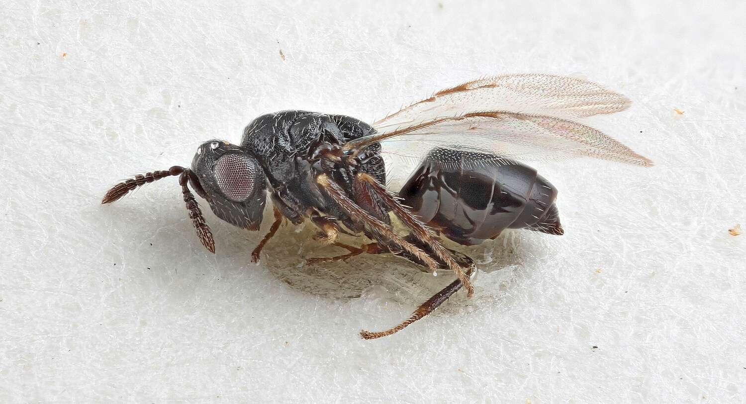 Image of Hymenoptera